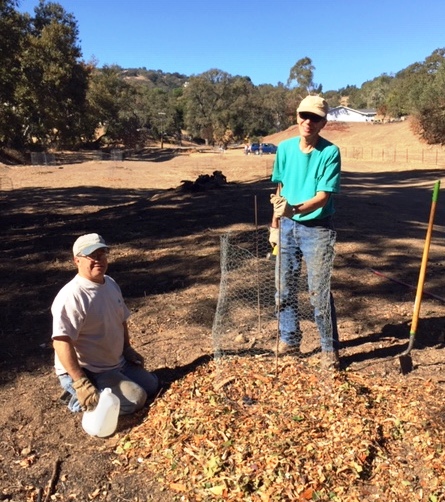 Mike and John putting finishing touches on a new oak seedling